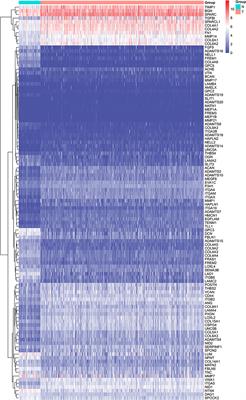 Expression of basement membrane genes and their prognostic significance in clear cell renal cell carcinoma patients